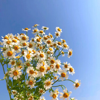 小雛菊鮮花真花水養花辦公室網紅花花束生日禮物花雲南昆明直髮舊故里