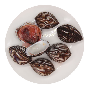 【活鲜】速鲜 鲜活大毛蚶500g 大血蚶麻蛤赤贝麻蚶毛蛤蛤蜊贝壳 毛蚶