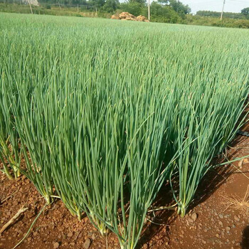 山葱苗红葱种籽孑火葱头香葱四季葱种籽小香葱种子葱苗阳台盆栽蔬菜红