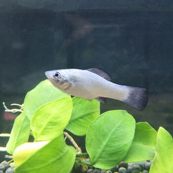 热带观赏鱼小型鱼胎生鱼红玛丽球鱼生小鱼好繁殖公母淡水活体 白色 3