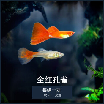 玩家寶貝孔雀魚純種活魚全紅觀賞魚小型淡水好養耐活熱帶魚鳳尾魚小魚