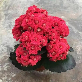 长寿花重瓣大花新品稀有品种稀有网红栽鲜花四季家用家养花卉室内  朵