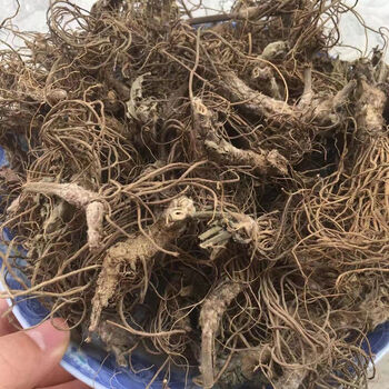 北京同仁堂正宗野生地胆头新鲜干货矮脚地胆草根广东煲汤料中药材凉茶