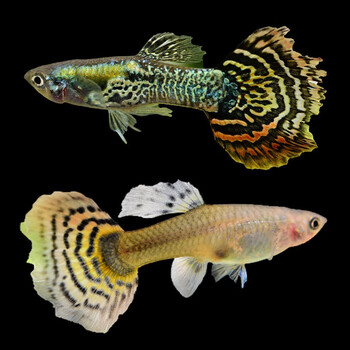 鱼多趣孔雀鱼活体小型淡水卵胎生鱼热带鱼活体观赏鱼黄老虎3cm2对送1