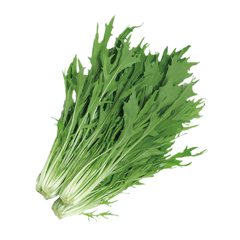 新鲜蔬菜绿叶菜紫叶菜北京生态京水菜750g