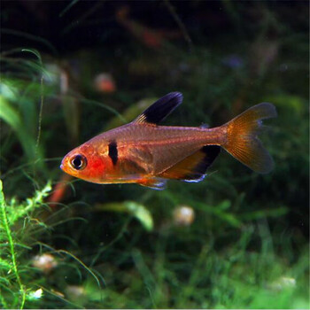 黑尾大勾鱼小型热带鱼黑尾鳍活体玫瑰红大勾扯旗草缸鱼群游观赏鱼 1.