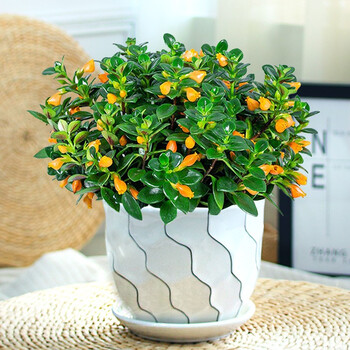 温馨满屋金鱼花吊兰盆栽花卉植物室内四季开花不断阳台办公室垂吊好养