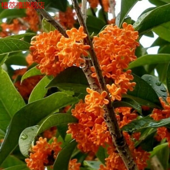 多瑙夢庭院綠植樹苗芳香觀花植物八月桂花嫁接桂花紅花丹桂狀元紅桂花