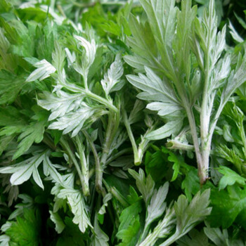 新鲜艾叶生艾叶干艾叶草糍粑艾粄艾草叶食用明草1000g