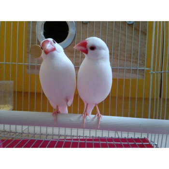 【速发】七彩文鸟活体小型宠物鸟观赏鸟珍珠鸟活物灰白文鸟活体鸟 白