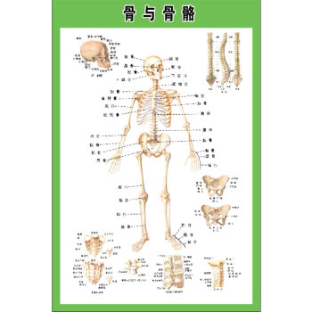 海茵娜 人体内脏解剖示意图全身器官分布图医院心脏解剖挂图医学海报