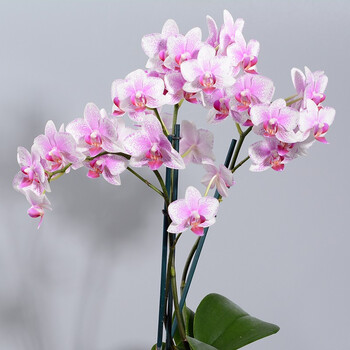 一枝蝴蝶兰 一枝蝴蝶兰中花鹿特丹rotterdam 蝴蝶兰花卉盆栽绿植带花斑点粉原杯不含盆2梗以上随机发货 行情报价价格评测 京东