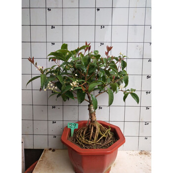 桂花新款嫁红花天香台阁日香月桂盆景八月桂四季桂阳台29天香台阁不含