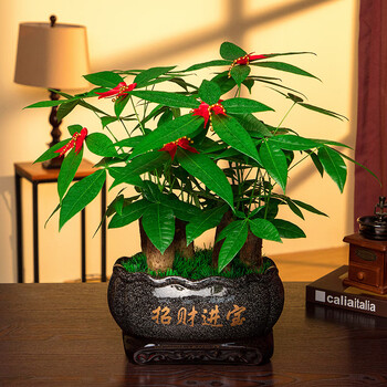 绿锦艺发财树大型盆栽植物室内四季常青绿植客厅办公桌面前台盆景 黑