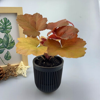 矾根盆栽四季观叶植物室内外阳台花园耐寒花卉多年生矾根花 矾根饴糖