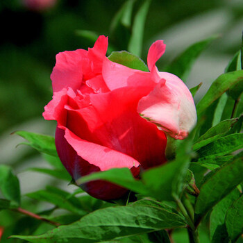 菏泽牡丹花鲜切花基地直发重瓣观赏a鲜花家用水养 红色5枝 不含盆