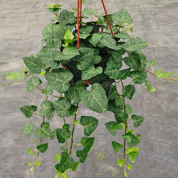 森岳   常青藤 盆栽植物室内垂吊 四季蔓绿植 心叶常春藤 1盆 含原盆