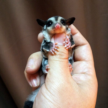 采缇(caiti)正规打疫苗包活手养蜜袋鼯鼠玩家蜜袋鼬幼崽飞鼠幼崽活体