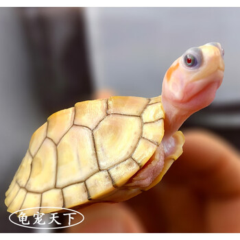 甲果冻变异红眼白化巴西龟苗观赏长寿儿童宠物小乌龟活体 黄金果冻 5