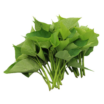 番薯叶新鲜农家种植番薯叶蔬菜嫩尖红苕尖苗火锅涮菜孕妇团建送礼生鲜