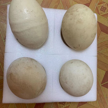 国产超大号新鲜鸵鸟蛋非洲鸵鸟食用蛋鸵鸟蛋鸵鸟蛋雕鸸鹋蛋 2.
