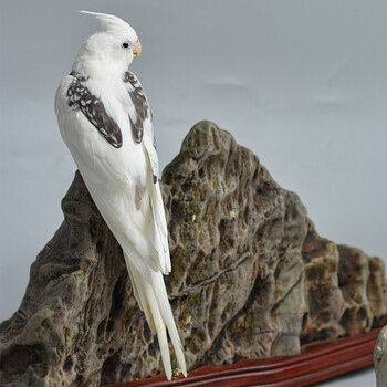 闽笼特色玄凤鹦鹉高端活鸟活物鸟粮鸟笼手养幼鸟活体亲人观赏宠物白脸