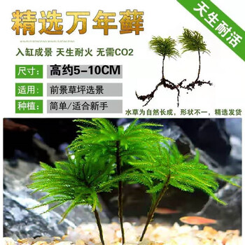 水草鱼缸鱼草万年藓水草活体耐活耐低温苔藓鱼缸水族箱生态瓶造景现摘湿润 万年藓15颗 图片价格品牌报价 京东