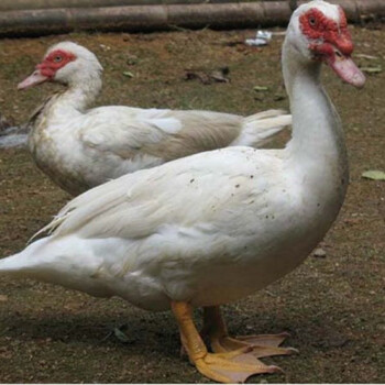 百日红鸭照片图片