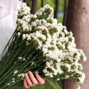 直发勿忘我干花真花礼物鲜花速递客厅装饰花家庭插花 白色忽忘我2斤