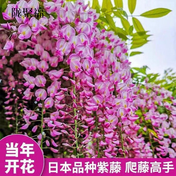 长穗紫藤萝花苗爬藤植物藤蔓紫藤花树苗盆栽老桩庭院长穗紫藤粉3公分粗 开花爆满 1棵 图片价格品牌报价 京东