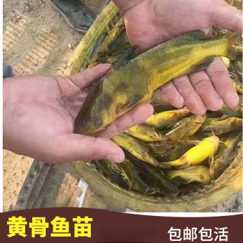 黄辣丁养殖一亩利润 黄辣丁养殖一亩放多少苗合适