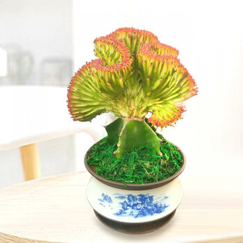 彩麒麟盆栽仙人掌玉麒麟客厅室内净化空气植物好养花卉 嘉瑰 金麒麟