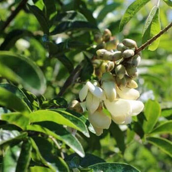 野生牛大力种子 大力薯小叶细叶中叶大叶牛大力种籽  发种苗 中叶半斤