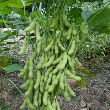毛豆秧苗蔬菜种子抗病春季早熟特大青豆黄豆大豆毛豆种籽种苗 毛豆苗