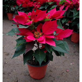 倾颜带花花卉盆栽四季开花大红色年宵花净化空气圣诞花室内花卉绿植一品红 约30 40cm高 带简易原盆原土发货 图片价格品牌报价 京东