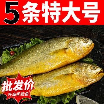 蜜钰鲜大黄花鱼整箱东海新鲜大黄鱼鲜活冷冻海鲜水产海鱼类生鲜海鲜