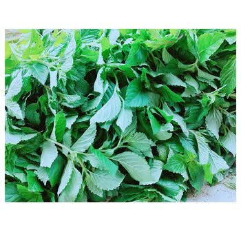 凉粉草新鲜绿凉粉烧仙草仙人草 2斤