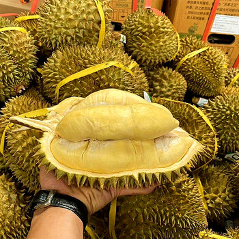 泰国金枕头榴莲一级新鲜水果进口小巴掌整个整颗发货整颗发货金枕34斤