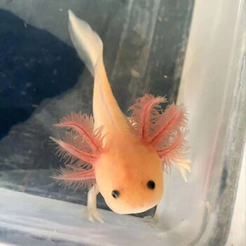 六角恐龙鱼淡水冷水鱼活体宠物鱼霸王蝾螈金鱼龙鱼清道夫好养耐活幼苗