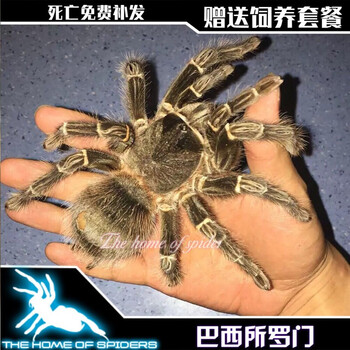 荣郁 巴西所罗门4-20厘米公母宠物蜘蛛温顺大型地栖品种l属四大金刚之