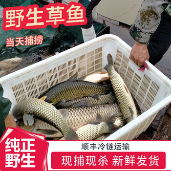 4斤大草鱼【图片 价格 品牌 报价】-京东