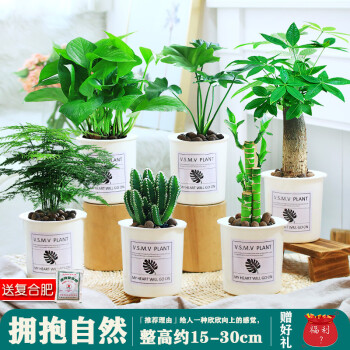 綠蘿長壽花卉植物辦公室內花陽臺植物四季常青綠植桌面小盆栽好養