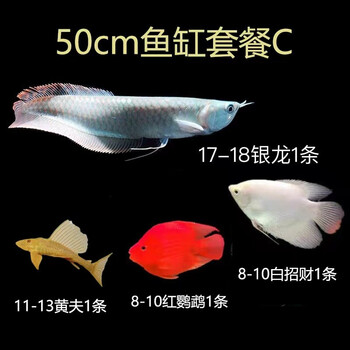 乐淘逸宠银龙鱼活体大中型热带观赏鱼鱼缸宠物淡水风水鱼发财鱼金龙鱼50 60cm鱼缸套餐c 图片价格品牌报价 京东