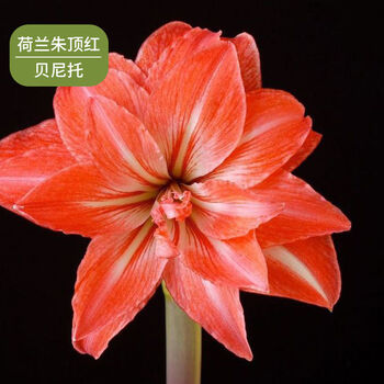 包对版荷兰朱顶红大球重瓣种球四季开花花卉盆栽室内植物贝尼托重瓣1