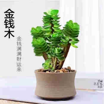 意轩红兔耳黑法师熊童子劳尔玉女心多肉老桩盆栽绿植阳台易养肉肉 金钱木