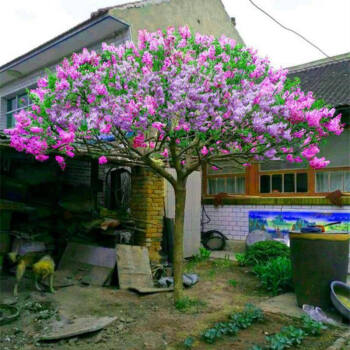 庭院开花树丁香花树苗浓香花卉紫丁香盆栽当年开花庭院地栽南方北方耐寒植物虎雀双色4年苗不含盆 图片价格品牌报价 京东