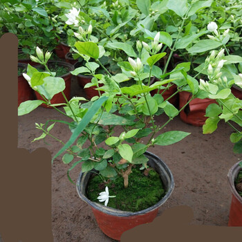 草庄   单瓣茉莉花 单瓣笔尖茉莉苗茉莉花盆栽室内室外植物盆栽绿植