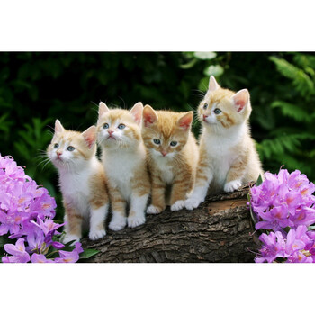 四只可爱的小猫咪动物500片木质拼图1000片创意力玩具四只小猫1000片