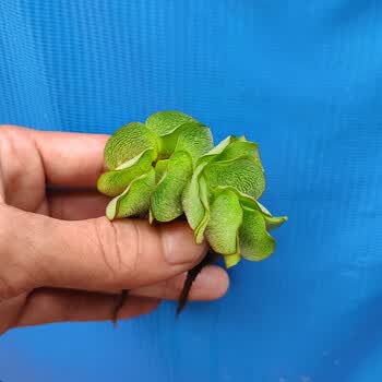 淡水草活体绿植物鱼缸水族箱龟缸真草养乌龟池水葫芦水芙蓉小浮萍 兔