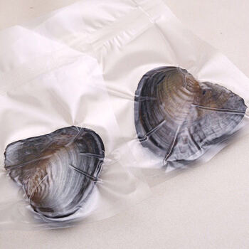 珍珠蚌迷你淡水真空包装珍珠蚌养殖珍珠贝内含1颗8毫米珍珠裸珠2个装
